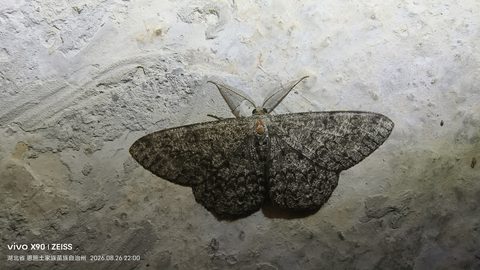 等待进一步鉴定观察照片