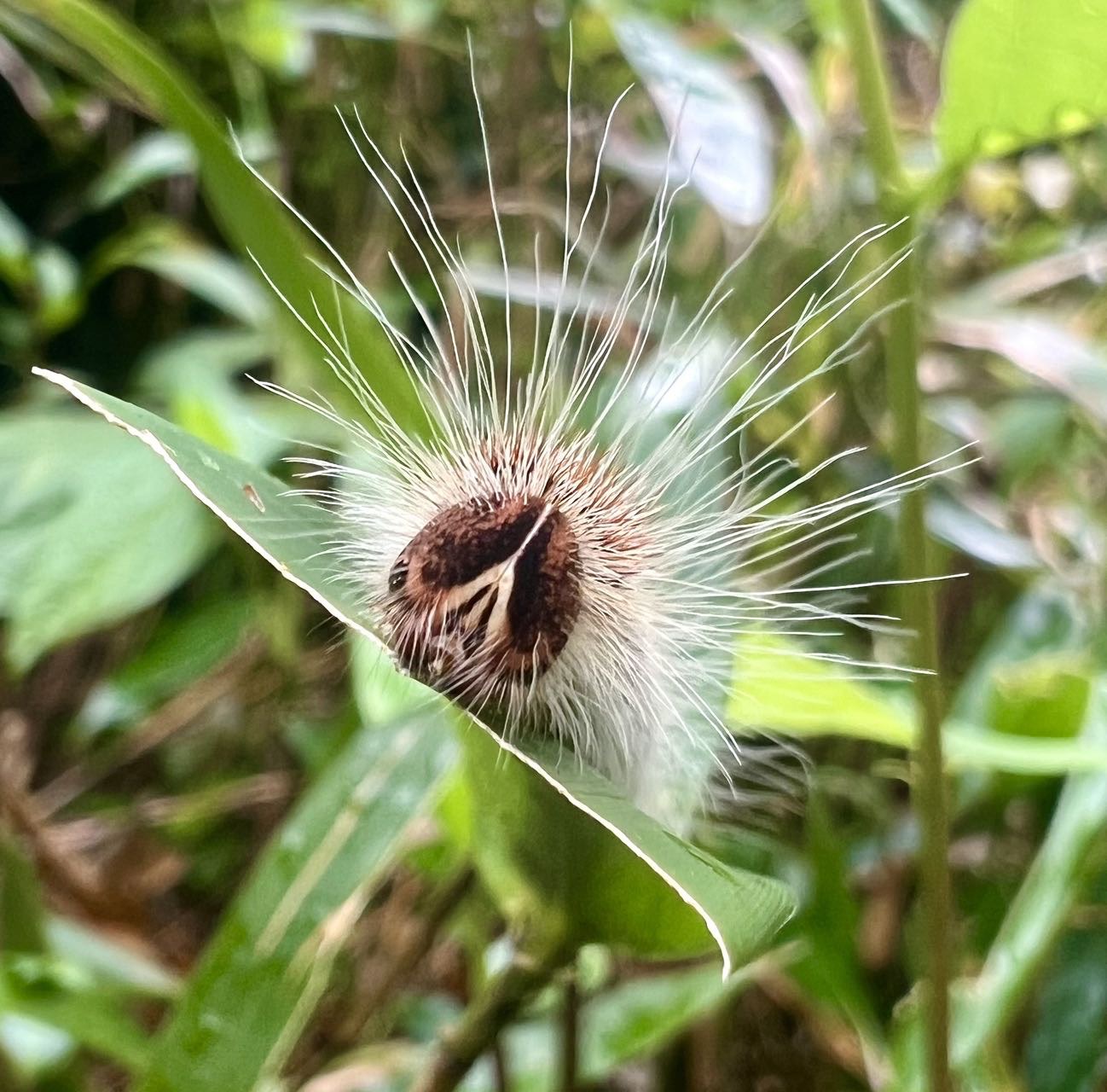 凤眼方环蝶观察照片 2