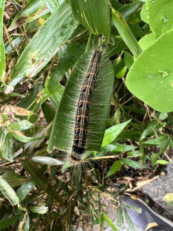凤眼方环蝶观察照片