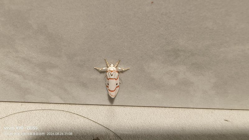 等待进一步鉴定观察照片