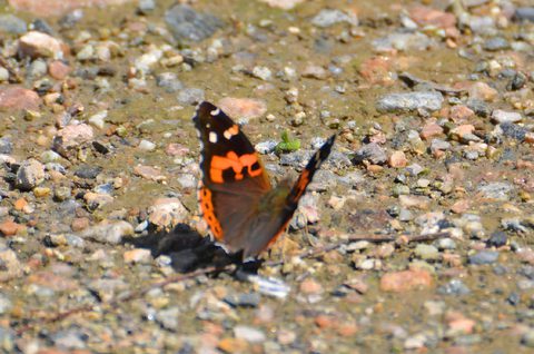 大红蛱蝶观察照片
