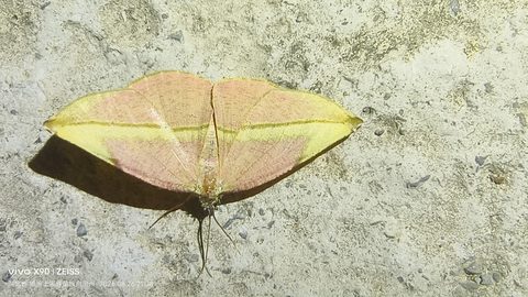 缺口姬尺蛾观察照片