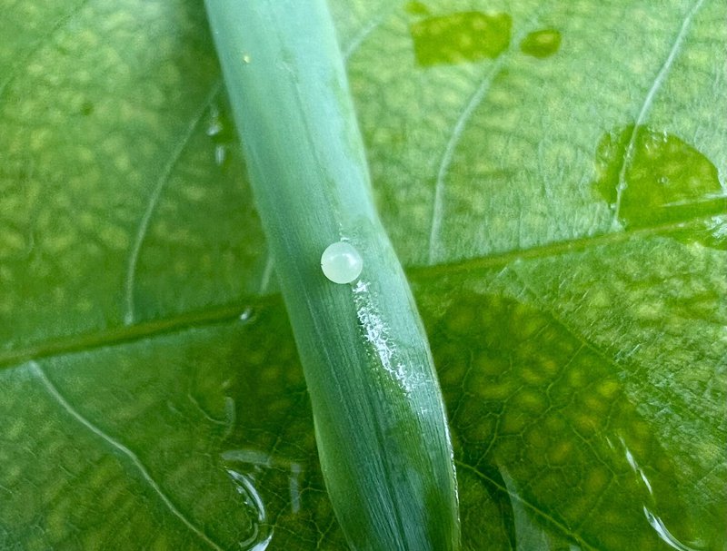 长纹黛眼蝶观察照片