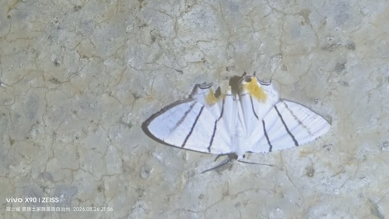Epiplema himala观察照片