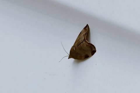 等待进一步鉴定观察照片