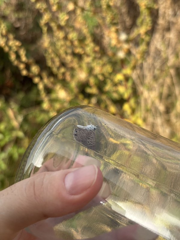 亮灰蝶观察照片