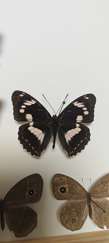 折线蛱蝶观察照片