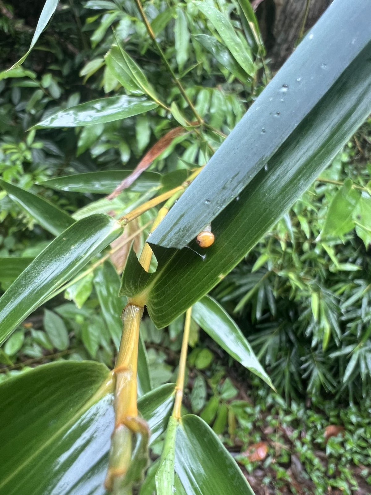 玛弄蝶观察照片 3