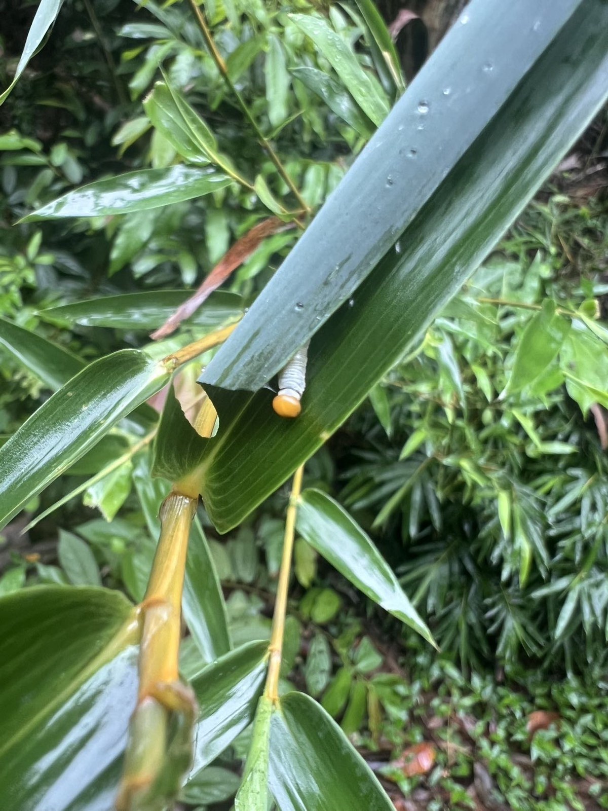 玛弄蝶观察照片 2