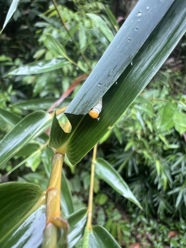 玛弄蝶观察照片