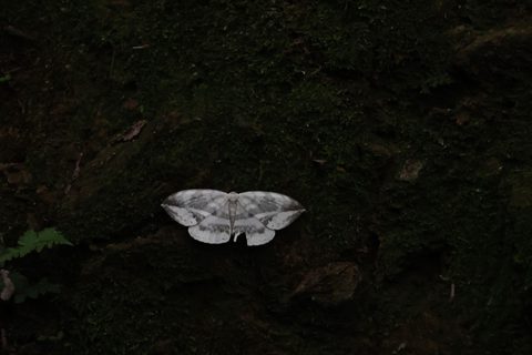 洋麻钩蛾观察照片