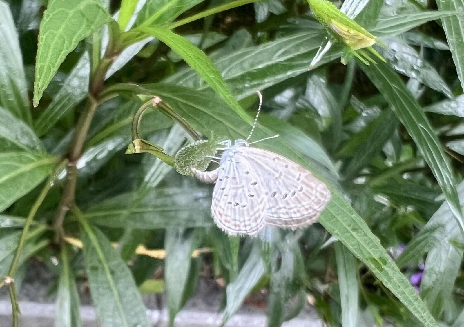 长腹灰蝶观察照片 2